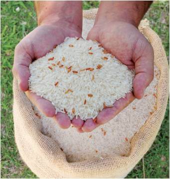 mistura de sementes arroz