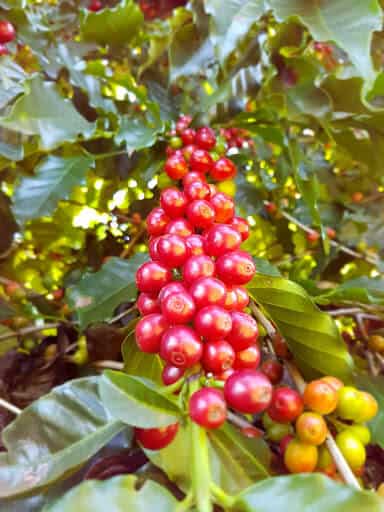 Cafeeiro