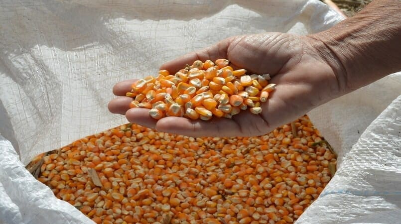 mercado do milho 2020