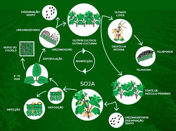 ciclo da ferrugem da soja