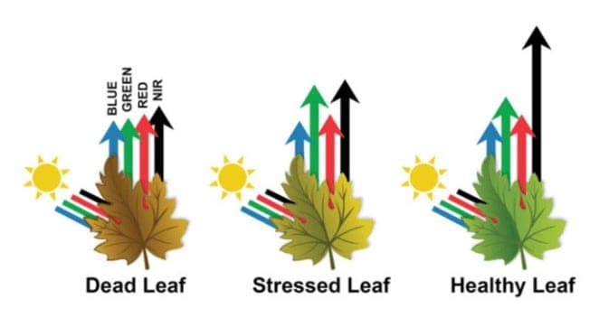 Diferentes padrões de reflectância de folhas com diferentes estados