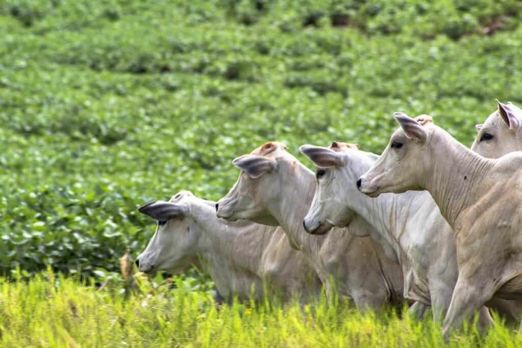 integração lavoura pecuária