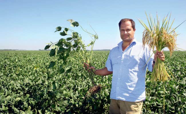 Rotação de culturas com arroz de terras altas