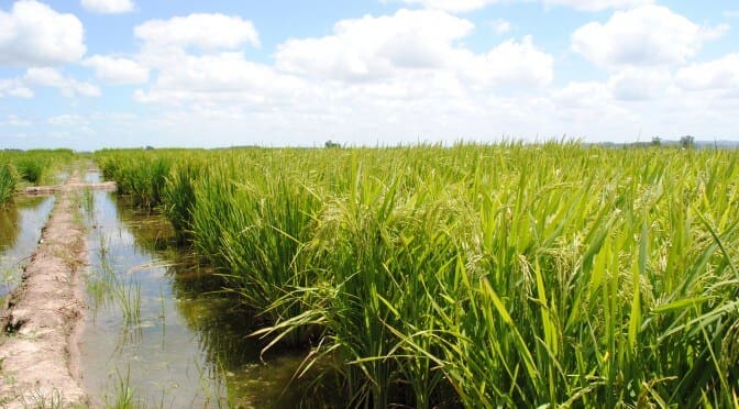 plantação de arroz