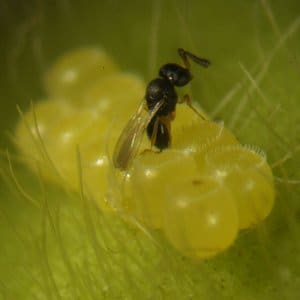 Vespa parasitoide Telenomus podisi