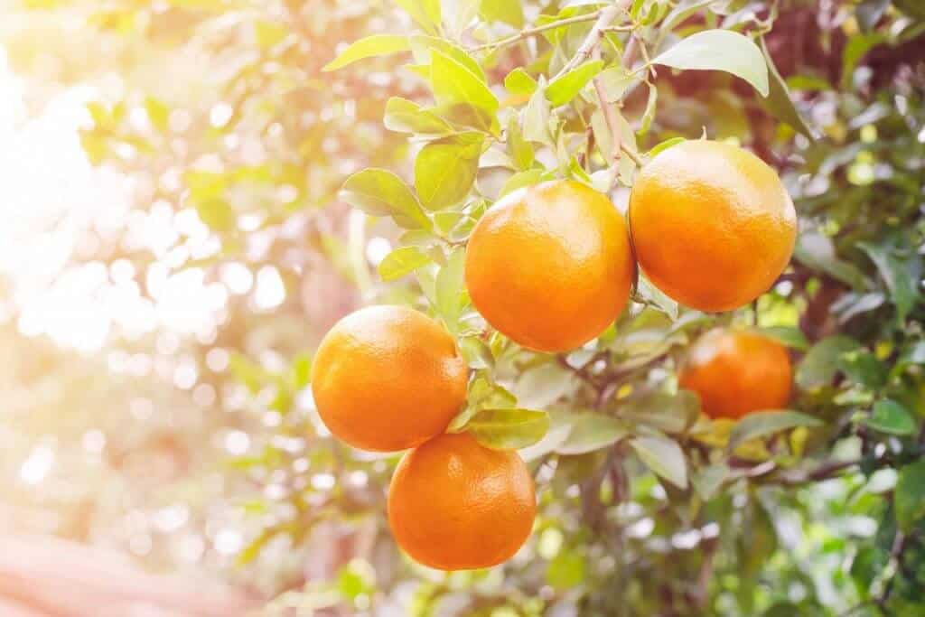 citros citrus