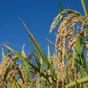 plantação de arroz