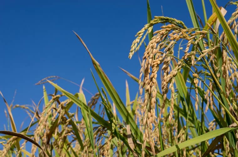 plantação de arroz