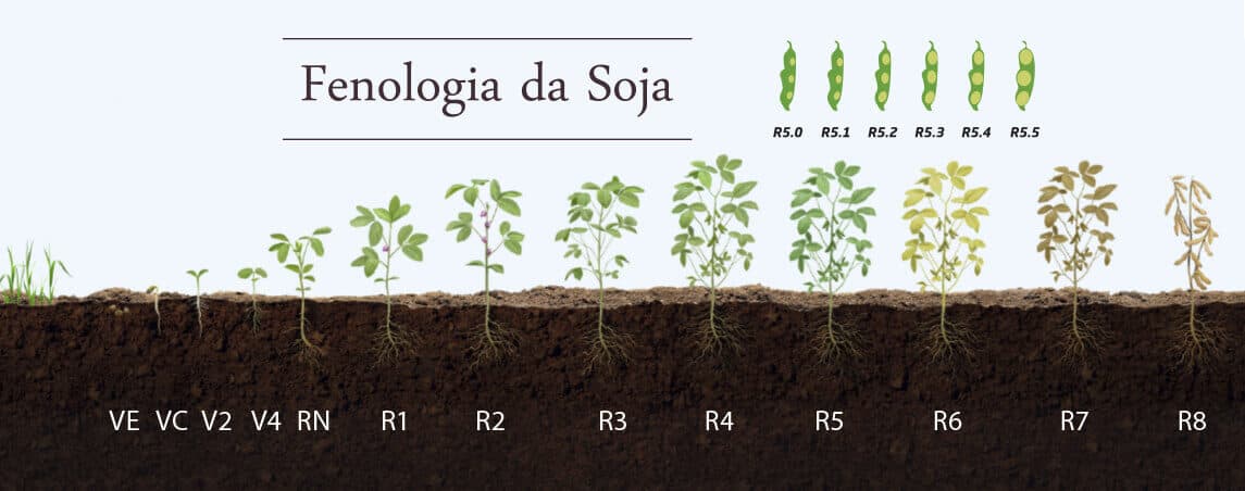 fenologia da soja. Fonte: Coopertradição