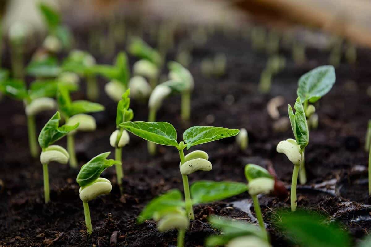 Plantação de feijão: conheça as melhores práticas de produção