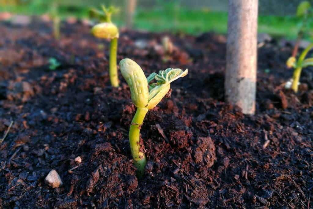 qual a melhor época para plantar feijão