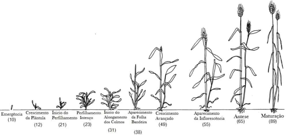 Foto que mostra a evolução da planta de aveia