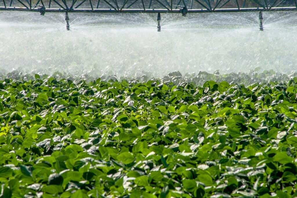 agricultura irrigada