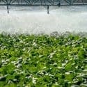 agricultura irrigada