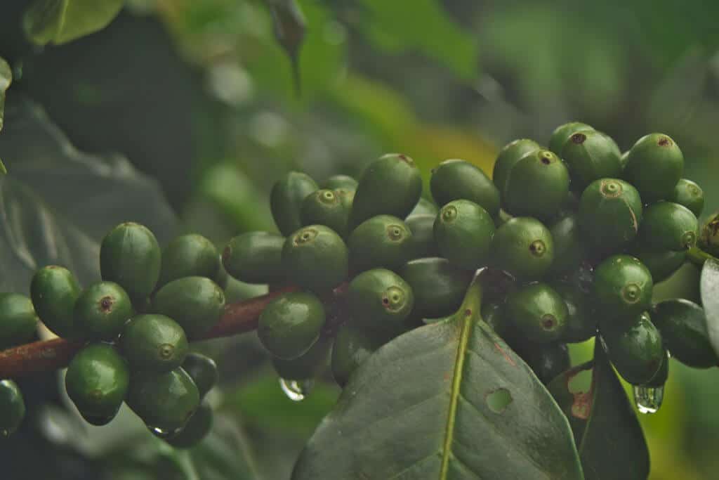 broca-de-café