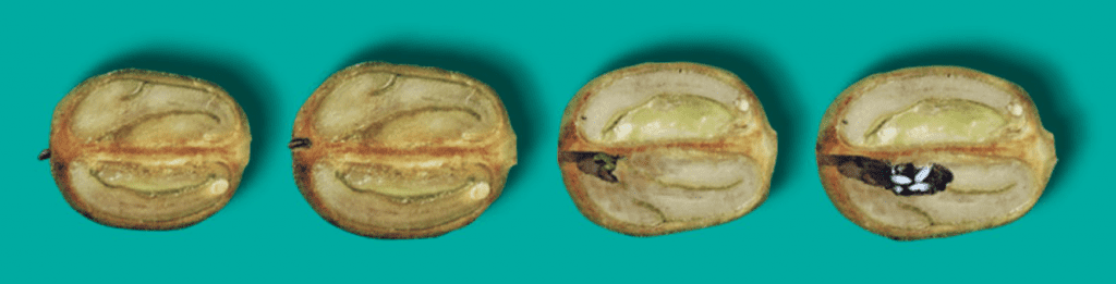 pragas-do-café