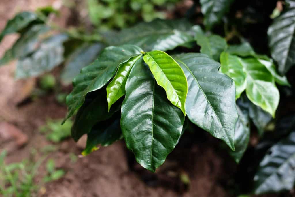 Fotos de folhas de café sadias