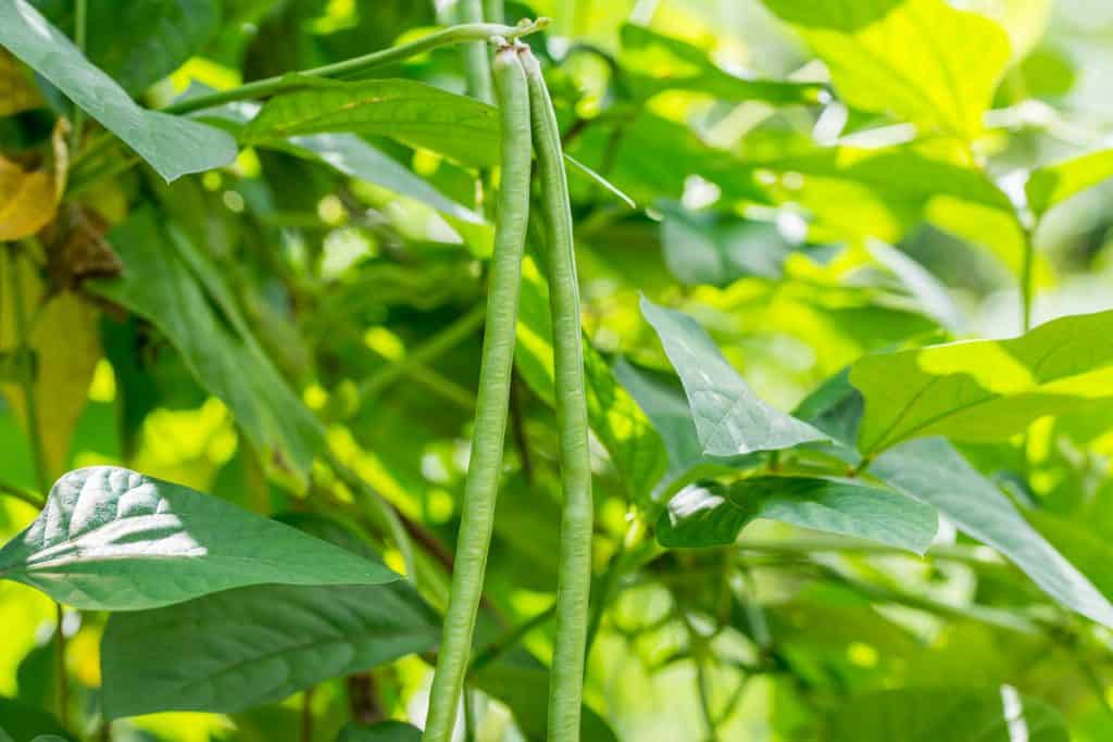 inoculante para feijão caupi