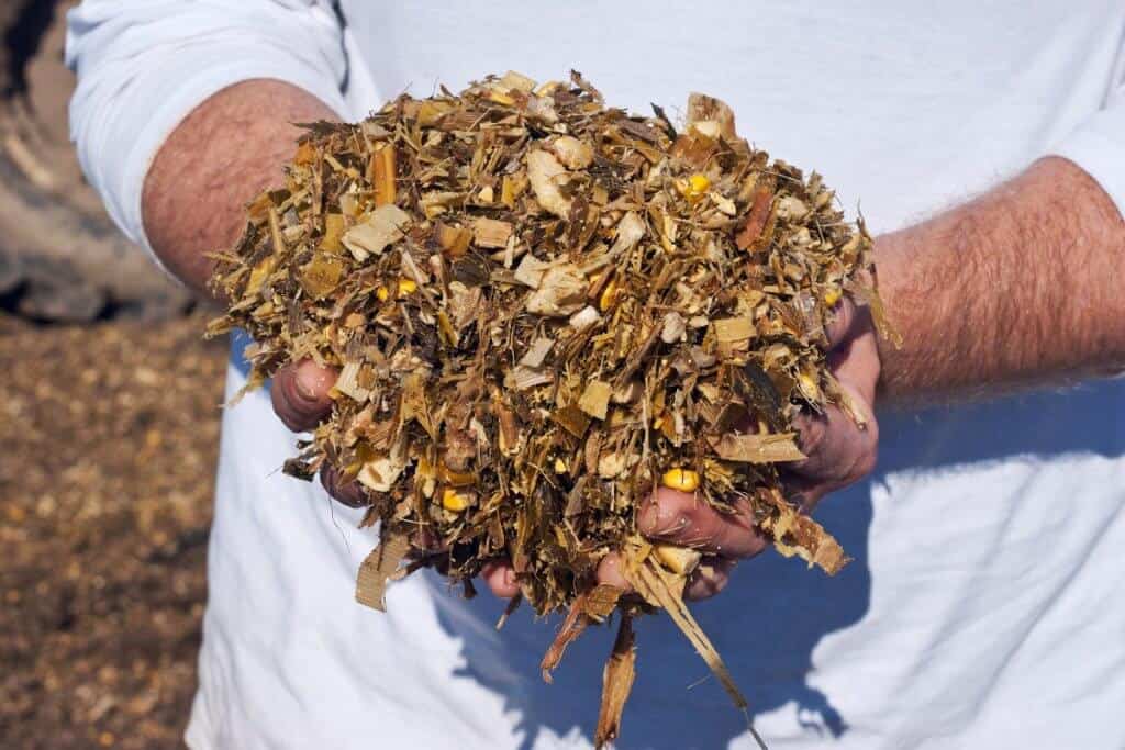 inoculante para milho silagem