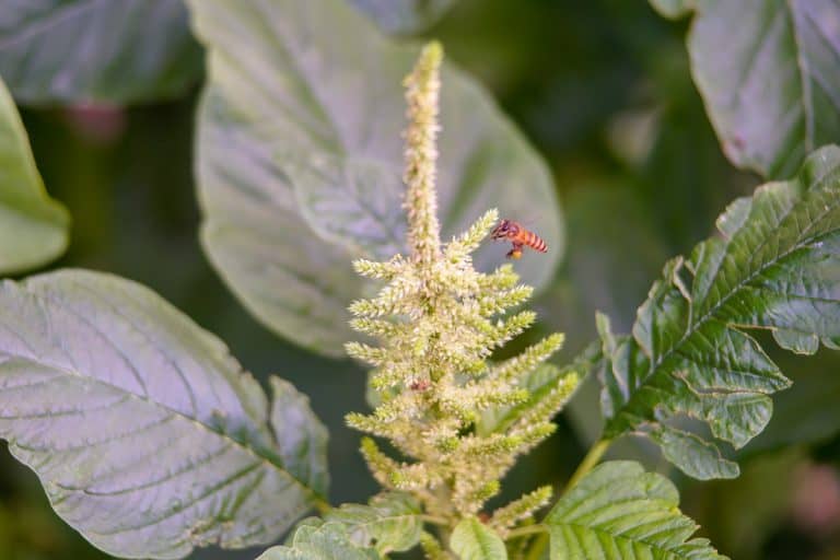 manejo de Amaranthus hybridus