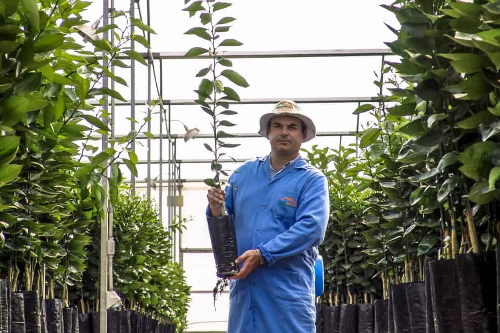 produção de mudas cítricas