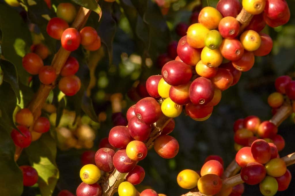 Qual é a previsão do preço do café para 2024? - Blog da Aegro