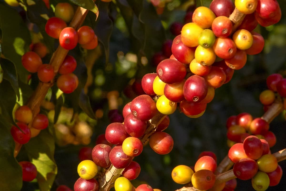 Café arábica: características e 2 cultivares mais plantas