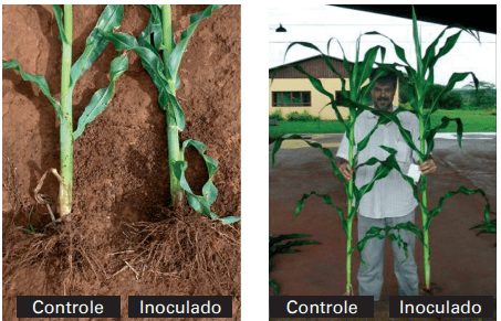 Efeito da inoculação de milho com as estirpes Ab-V5 e Ab-V6 de Azospirillum brasilense no crescimento radicular