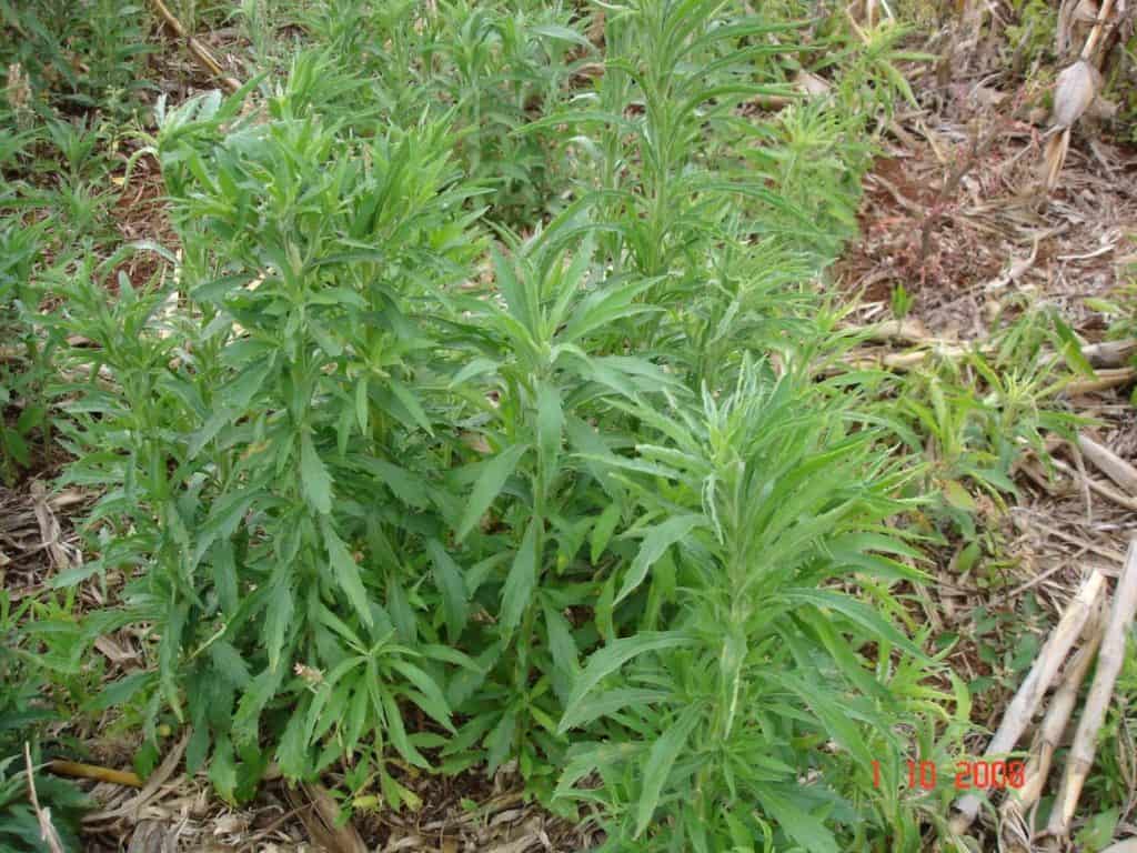 Fernando Adegas - Buva é uma das plantas daninhas que apresenta resistência a herbicidas
