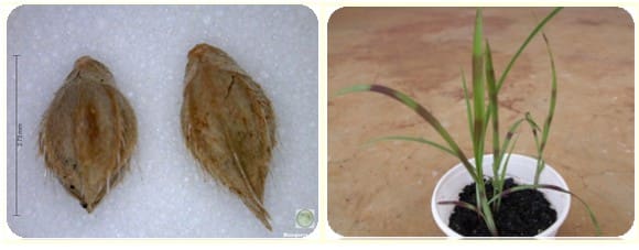 Duas fotos representativas da Echinochloa crus-galli (capim-arroz) 