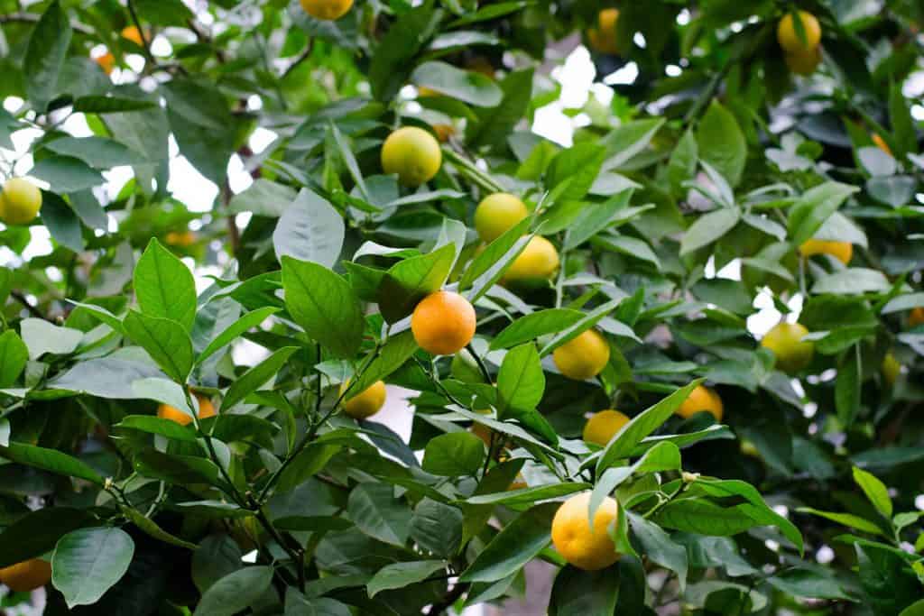 laranja pêra