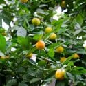 laranja pêra