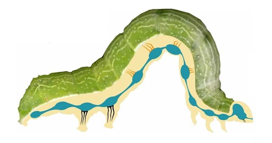 ilustração de uma lagarta mostrando em azul o seu sistema nervoso