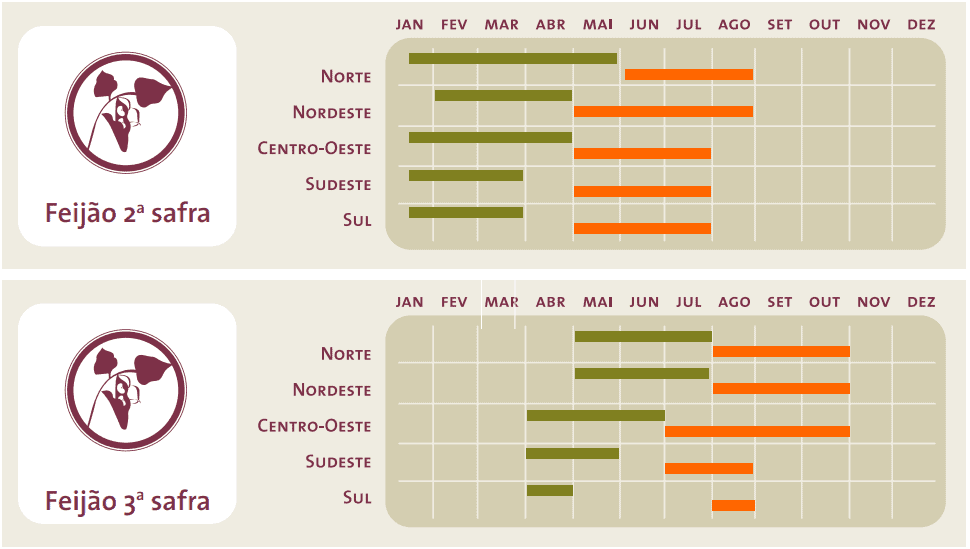 Calendário agrícola da segunda e terceira safra de feijão no Brasil com a cor verde que corresponde ao período de plantio e a laranja ao da colheita