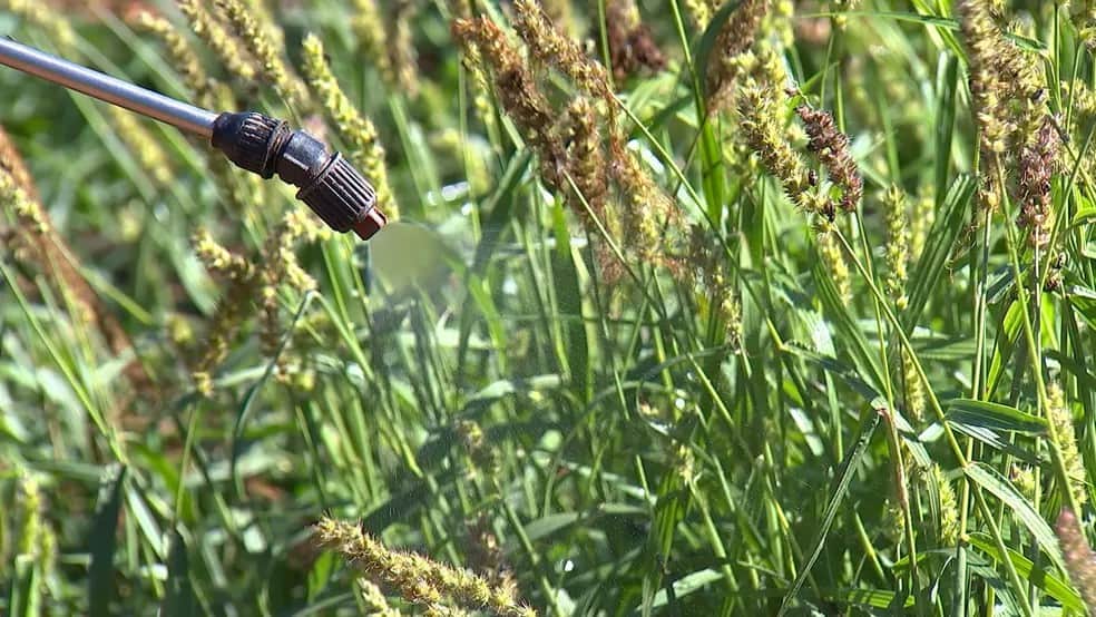 foto de uma jato de herbicida em um campo de capim-carrapicho