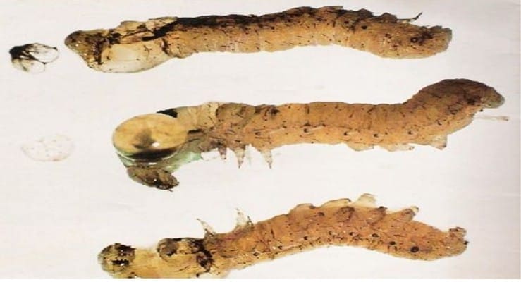 imagem de cutícula mal formada de lagartas no processo de muda 
