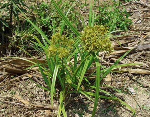 foto de Cyperus odoratus - controle de tiririca
