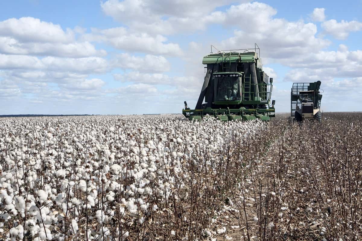 colheita mecanizada do algodão