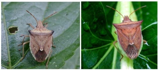 foto de adultos de Dichelops melacanthus e Dichelops furcatus