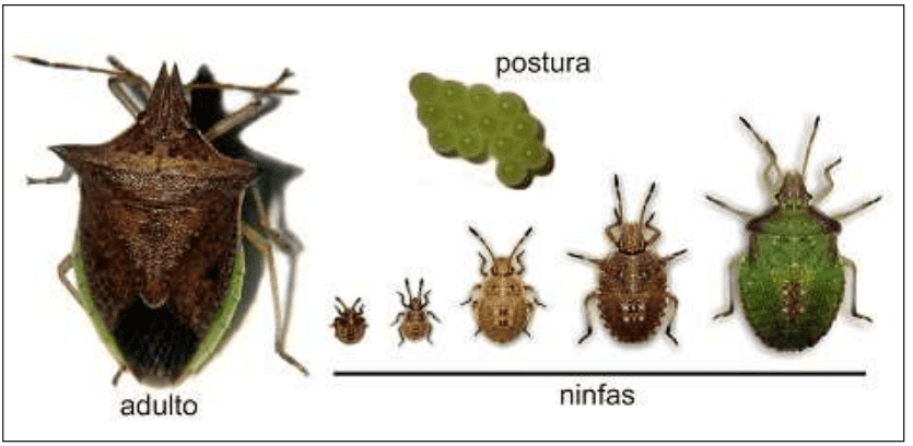 ilustração com diferentes estágios do percevejo-barriga-verde