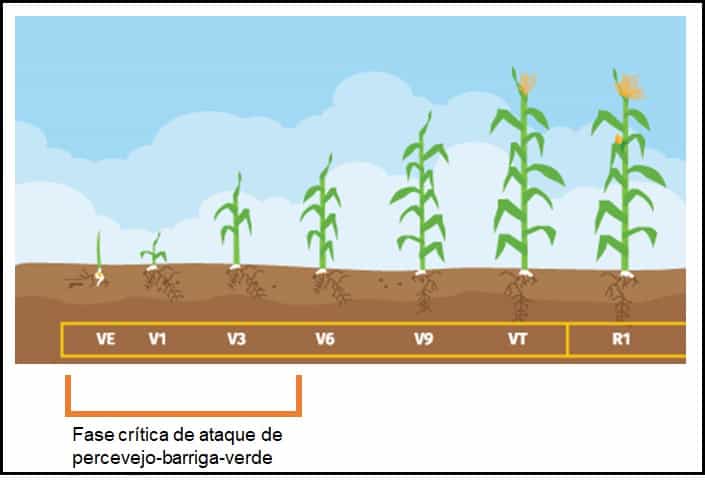 percevejo no milho - ilustração que mostra parte do ciclo do milho com destaque para a fase crítica de ataque do percevejo-barriga-verde (VE a V5)