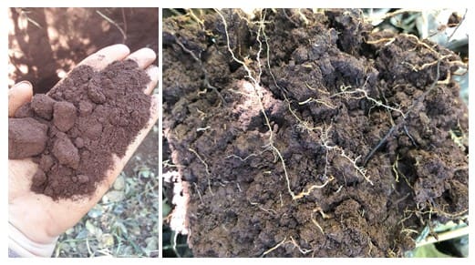 duas fotos, uma apresenta uma mão segurando uma porção da terra e a outra mostra uma quantidade de solo com matéria orgânica