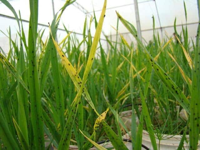 foto com Sintomas do nanismo amarelo da cevada com pulgões Rhopalosiphum padi