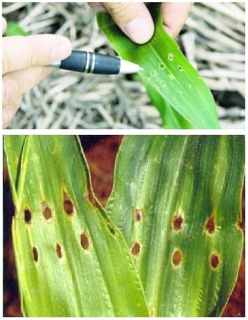 Duas fotos com sintomas de ataque de percevejo-barriga-verde em milho 
