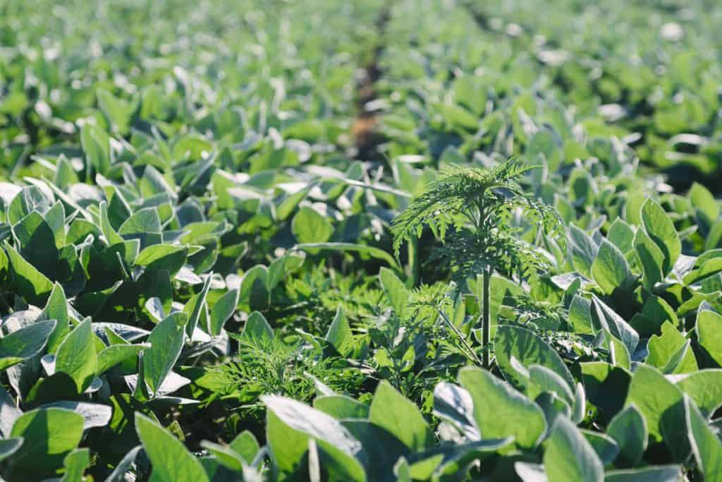 controle não químico para plantas daninhas
