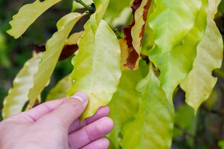 fitotoxicidade de herbicidas no café