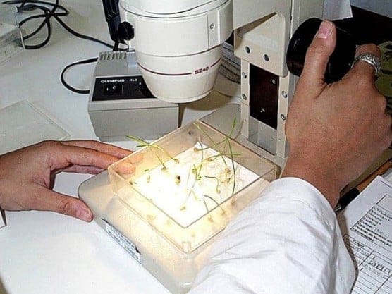 foto de um laboratório - Avaliação da sanidade em sementes de arroz