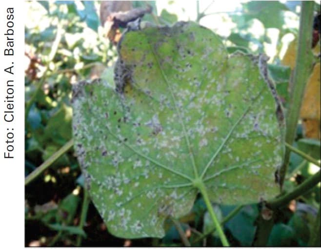 Sintomas de ramulária nas folhas de algodão
