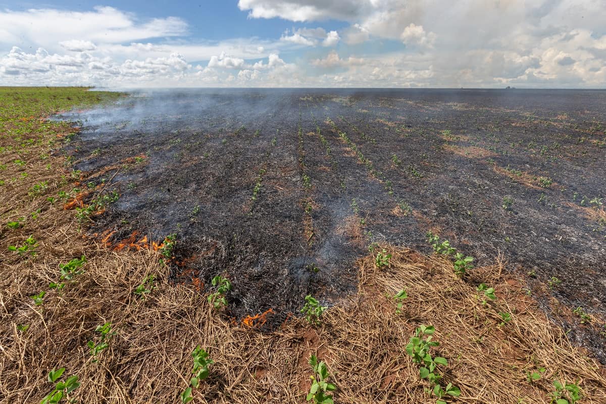 consequências das queimadas no solo