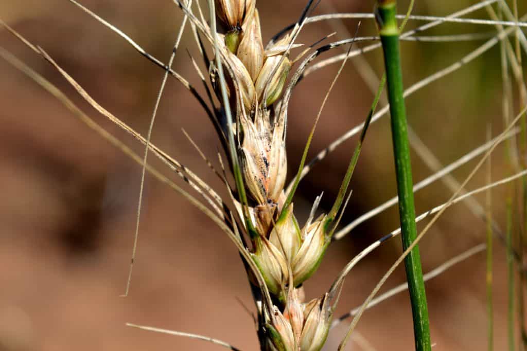 giberela no trigo